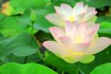 關于描寫夏天荷花的句子