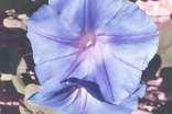 觀察牽牛花的作文