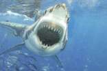 小學生作文 鯊魚的自述