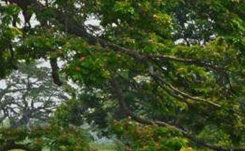 �茑�ח����~�Z