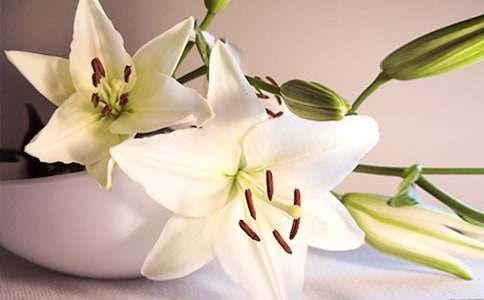 �����İٺϻ���(y��u)������