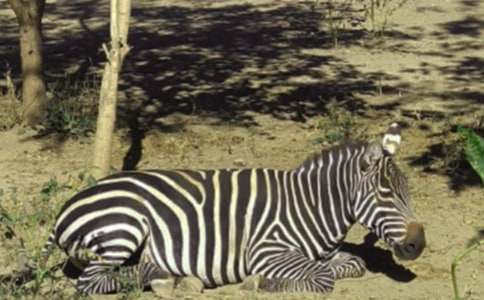 ǧ���R�c���R����