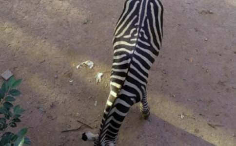 ǧ���R�c���R��������