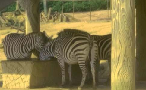 �׃�ͯԒ(hu��)���£�С���R�Ŀ���