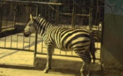 ��(xi��)�Y׌���R������