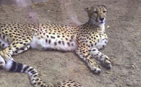 С�W(xu��)�����ģ�����