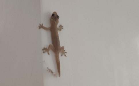 三年級(jí)小壁虎借尾巴教案設(shè)計(jì)