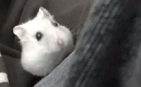 �B(y��ng)�}��Ć�ʾ��������