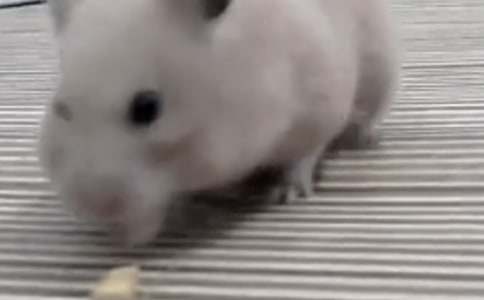 �ҵ�С�}����ɑzС�W(xu��)������