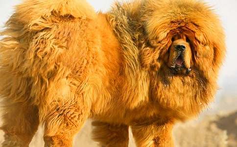 ���ṷ-���꼉(j��)-ӛ����