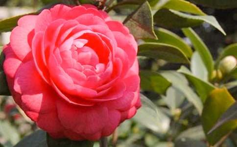 茶花作文300字合集6篇