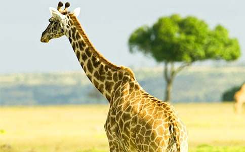 長(zhǎng)頸鹿和小兔四年級(jí)作文