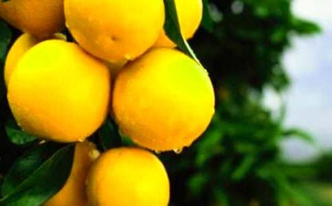 橙子作文600字五篇