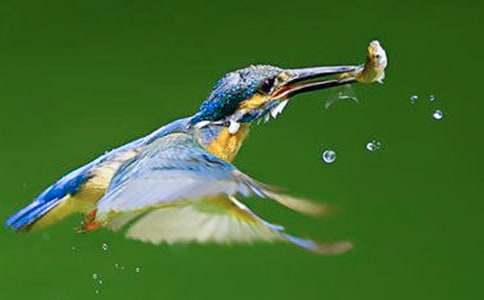 有關(guān)翠鳥作文(精選27篇)