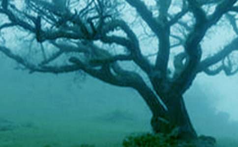 С�ݺʹ��̰�