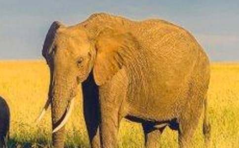 �P(gu��n)�ڴ���ͯԒ���ąR��5ƪ