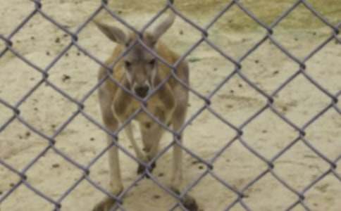 �������ԺͰ��Ï�(qi��ng)��(qi��ng)�Ĺ�������