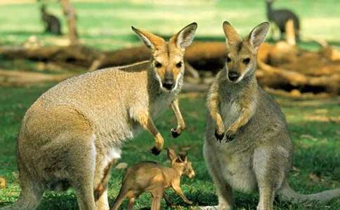 小白兔智救小袋鼠優(yōu)秀童話作文