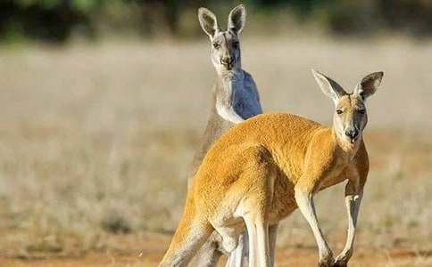 關(guān)于袋鼠作文300字三篇