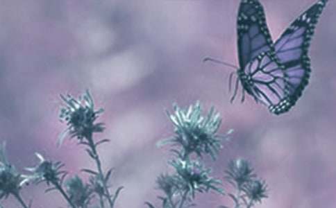 動(dòng)植物觀察作文