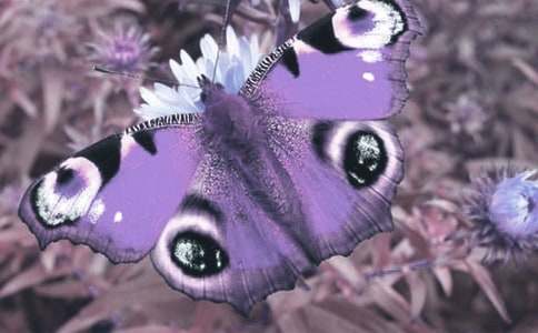 ��ֲ�����L�^������