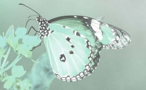 觀察動植物作文500字