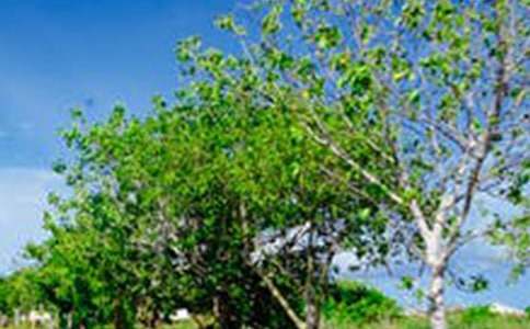 2026�ꃞ(y��u)���L(f��ng)�����ӣ�ͨ��300�䣩