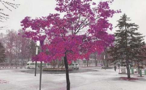 �����Lѩ������