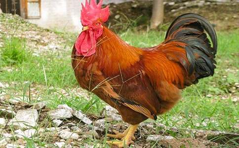 һ�꼉С���u��С���ӽ̌W(xu��)�O(sh��)Ӌ(j��)һ�Ȫ�(ji��ng)