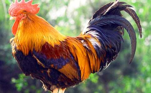 �茑���u��ò�����ķ��ģ�ͨ��60ƪ��