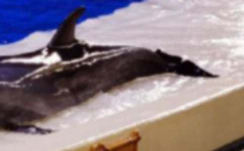 ������(zh��n)���~-1200������