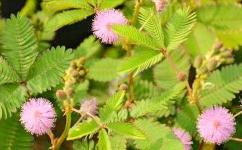 �茑���߲ݵ����ģ����x33ƪ��