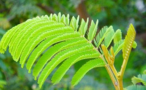 觀察含羞草作文(15篇)