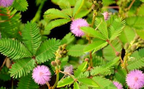 һ�ú��߲ݵĆ�ʾ���ģ����x38ƪ��