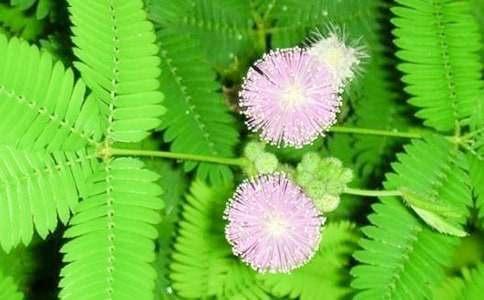 觀察含羞草的學生作文