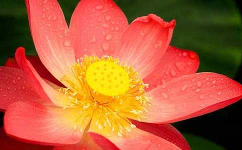 �茑�ɻ���(y��u)������