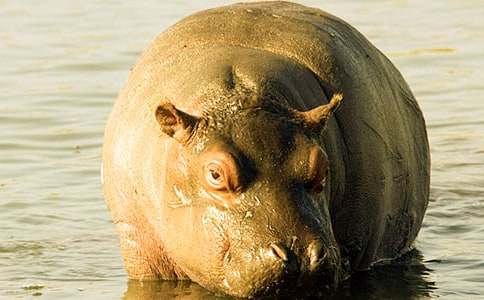 ��ʳ�ĺ��R����