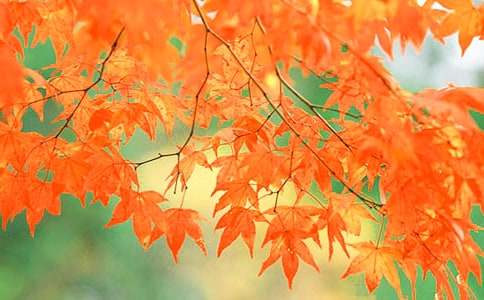 ��ɽ�t�~��(y��u)������