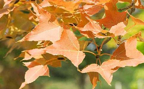 �Ν�(j��)�ϼt�~�ȃ�(y��u)������