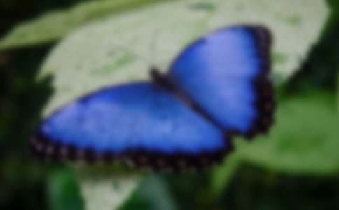 蝴蝶和蜜蜂作文9篇