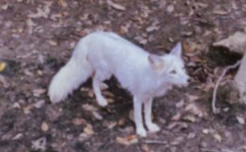 ����ϴ���С��؂����