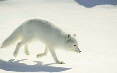 狐貍與狼童話作文