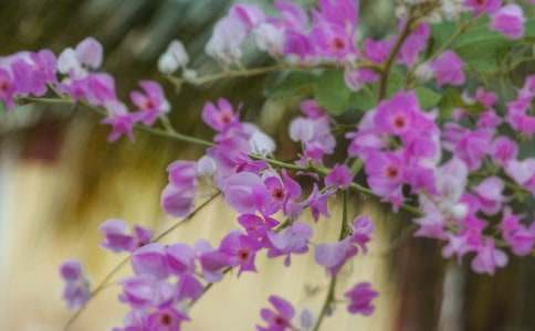 Ŭ���`�ŵĻ���700������