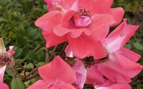 �_��ӛ����̎�Ļ������ģ�ͨ��25ƪ��