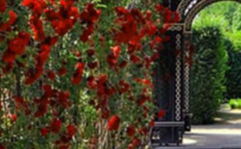 夢想中的花園作文3篇