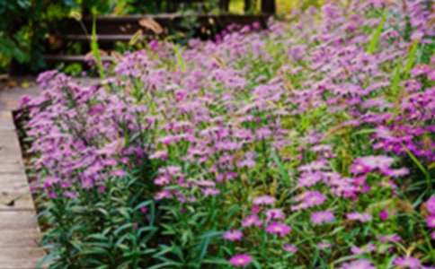 美寶的魔法花園