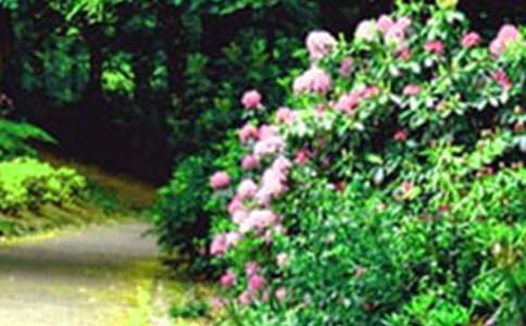 ��С�õĻ��@���Ľ̰�