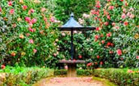 �Č������˵Ļ��@��