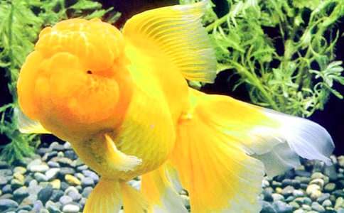 關(guān)于可愛的小金魚作文