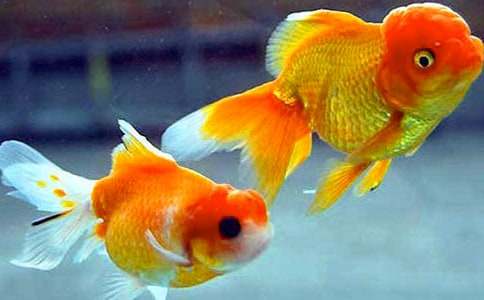 ��գ�۵�С���~����2000��